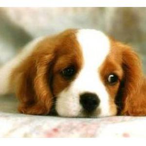 Photo de sosdoggarden