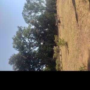 Pension,promenades,visite a domicile taxi animalier