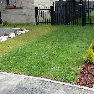 Jardinier-paysagiste haie, pelouse, création