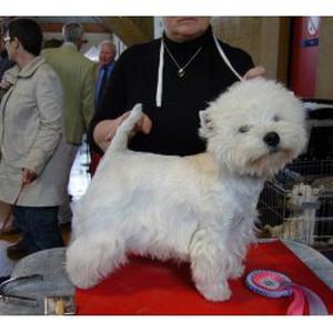 Toilettage canin domicile "Relooking for Dogs"