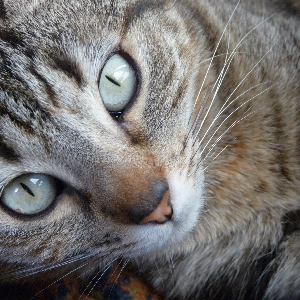 Photo de Chat Services du Lauragais