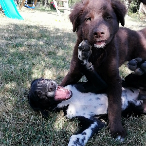 Photo de Top-Petsitter