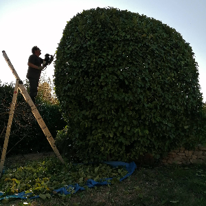 Entretien soigné de jardins