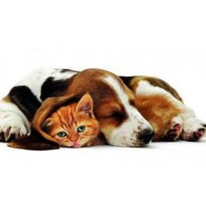 Promenade d'animaux, visite à domicile Sud Essonne