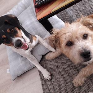 Traductrice professionnelle