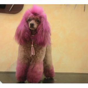 Toilettage à domicile