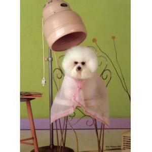 Photo de chien 3000